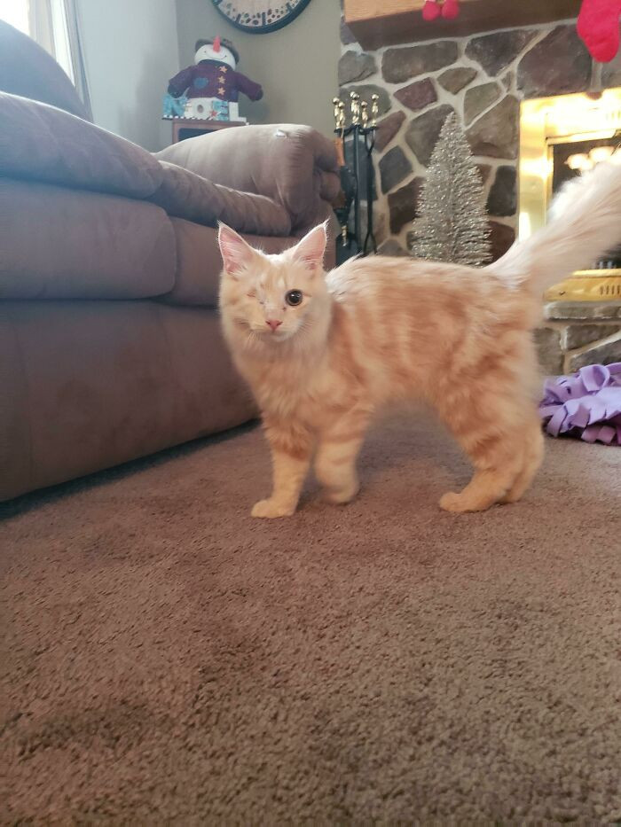 "This Is One-Eyed Rudy. He's Been Purring Ever Since He Arrived In His Forever Home"