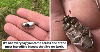 Man Discovers Rare And Exquisite Beetle With Shell Like Metal And People Could Hardly Believe It’s Real