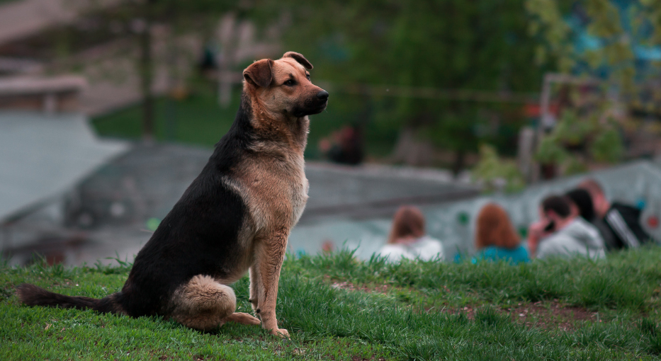 10. Dogs look for their buddy that left them.