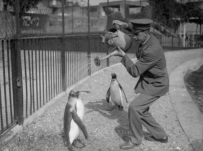 "Zookeeper pouring water over penguins to keep them cool, 1930."