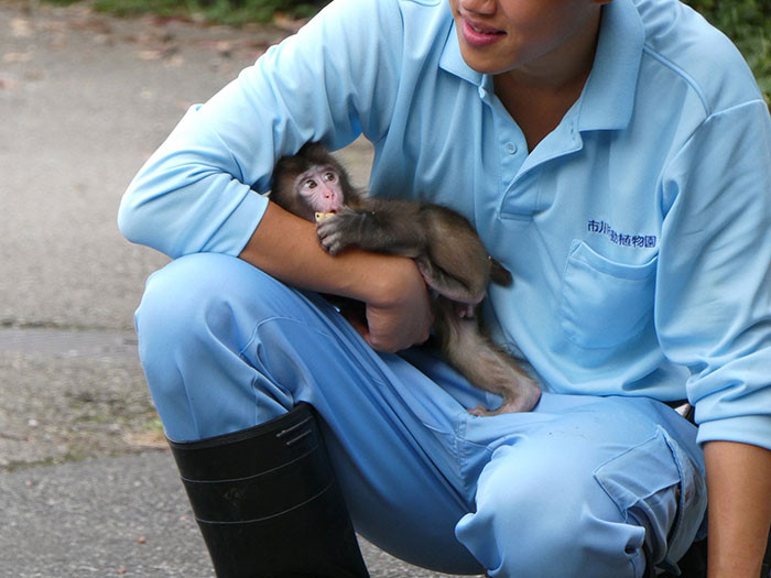 An adult female macaque plays with Punch, who nestles under her arm