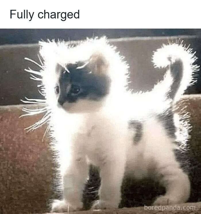 40. Achievement unlocked: Super Saiyan Furball.