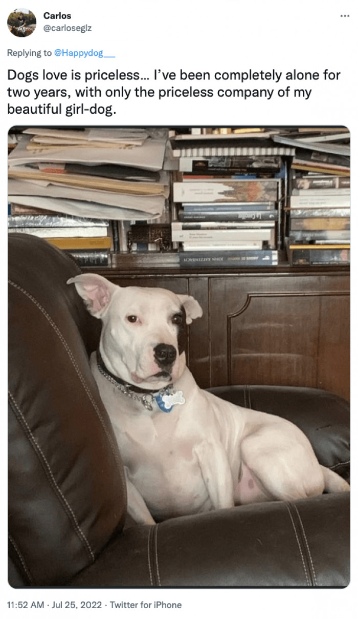 6. Dogs are equivalent to family. They will always remain by our side.