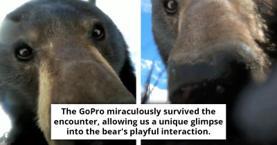 Man Shocked After Watching Footage From A GoPro He Found In The Woods - One Bear Took Some Nice Selfies