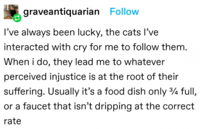 8. Yes, cats are fighters against injustice. And they see it everywhere, especially when it concerns them...