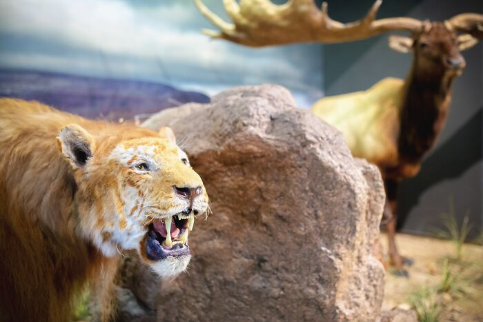 Cave Lion (Panthera Spelaea) - Extinct Approximately 10000 BCE