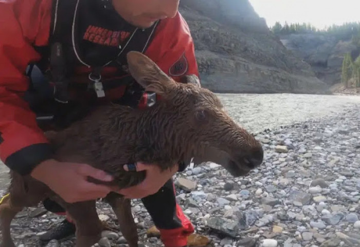 As experienced kayakers, they knew that if they didn’t help the calf, she would face the imminent danger of being swept away toward the larger rapids of the river.