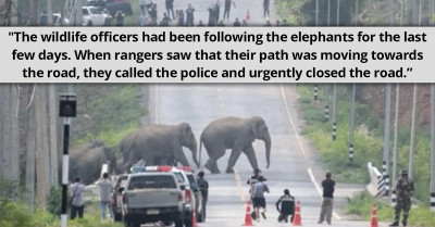A Wonderful Video of 50 Elephants Casually Crossing The Road Goes Viral
