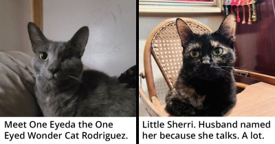 50 Cute But Funny Cat Names That Always Make Vets Laugh And It'll Do The Same For You