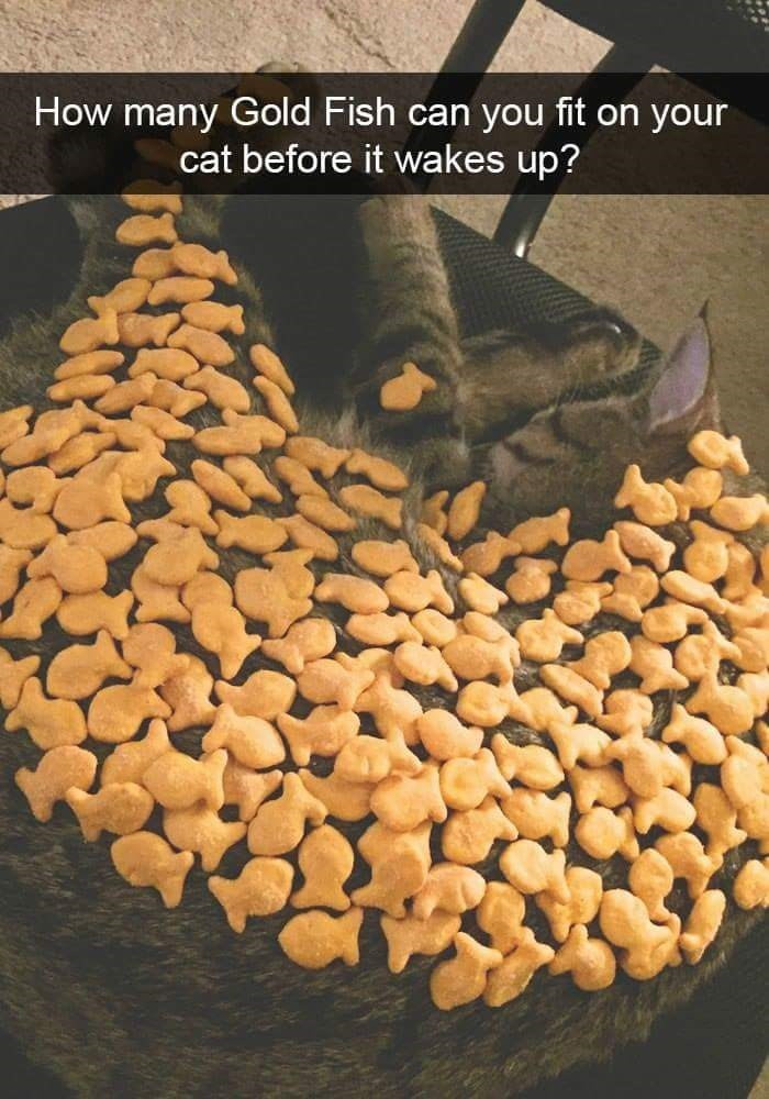4. All the goldfish you can find apparently