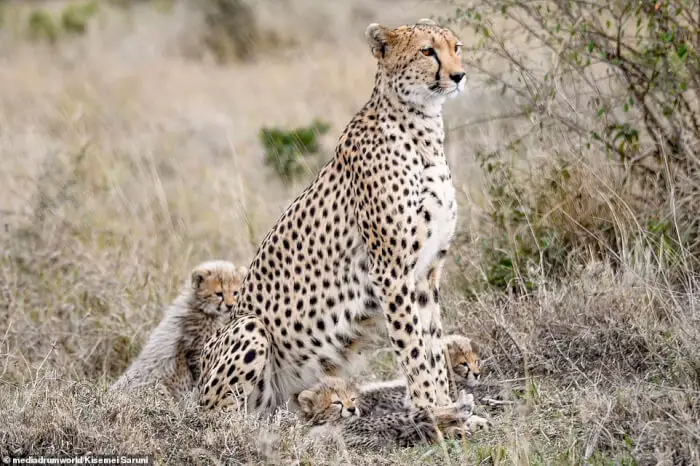 After ensuring the danger was gone, the brave cheetah mother returned to her cubs and stood guard next to them to keep them safe.
