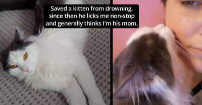 Woman Saves A Cat From Drowning And Now He Thanks Her With The Precious Gift Of Daily Hugs And Kisses