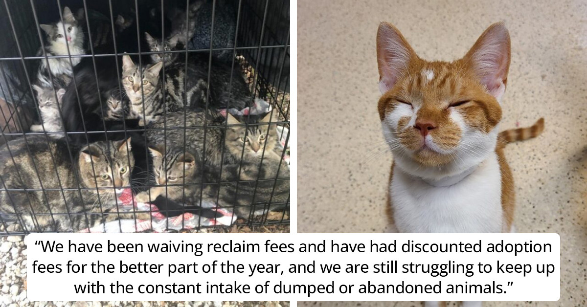 Animal Care Officers Find 15 Cats And Kittens Locked in Riverside C...