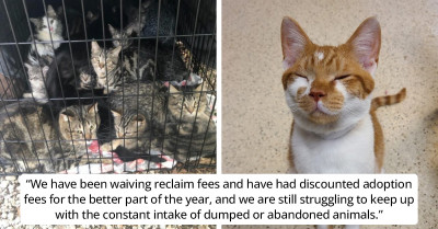 Animal Control Officers Discover 15 Cats And Kittens Trapped Inside A Locked Cage