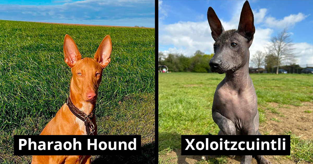 Discover 30 Of The Most Uncommon And Remarkable Dog Breeds