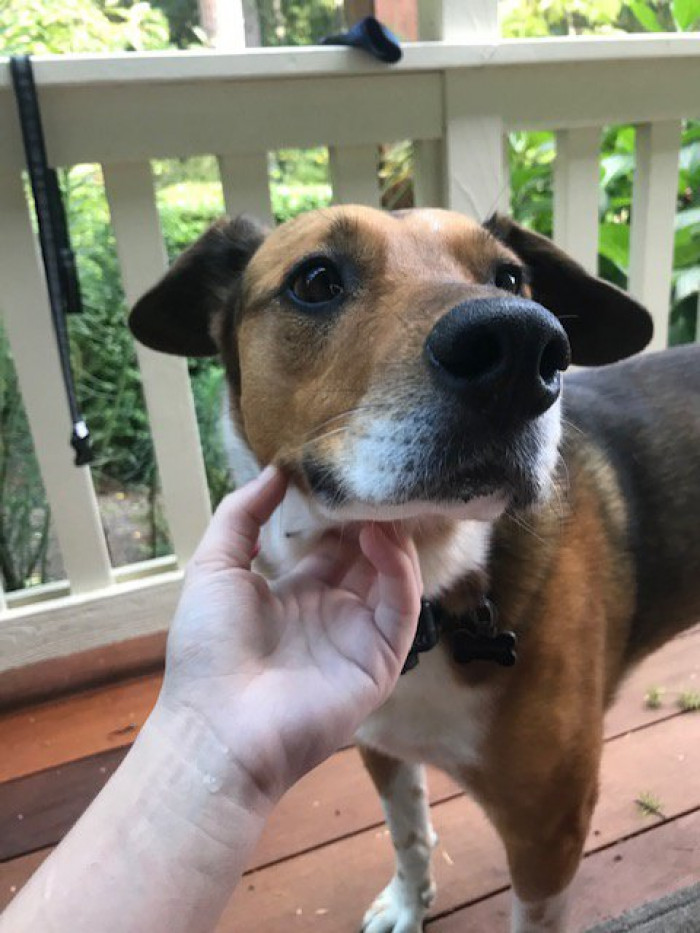 11. An unbreakable bond between human and dog