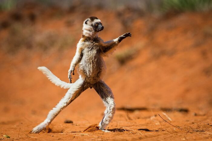 Verreaux's Sifaka Captured By Alison Buttigieg