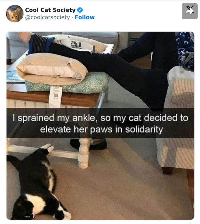 13. The kitty knows how to show “solidarity”