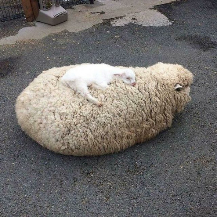 4. Baby Sheep and Its Mother