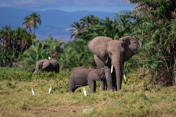 "Baby elephant nursing at an oasis in the dry, hot deserts of Amboseli."