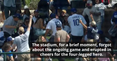 Dog Becomes Star Player by Snagging Home Run Ball During Baseball Match