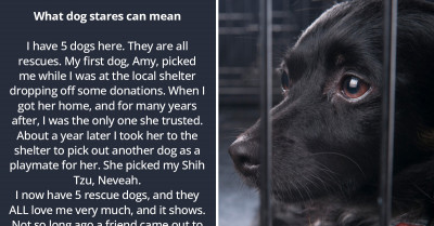 21 Touching Stories From Pet Owners Prove That Doggos Truly Love Their Hoomans