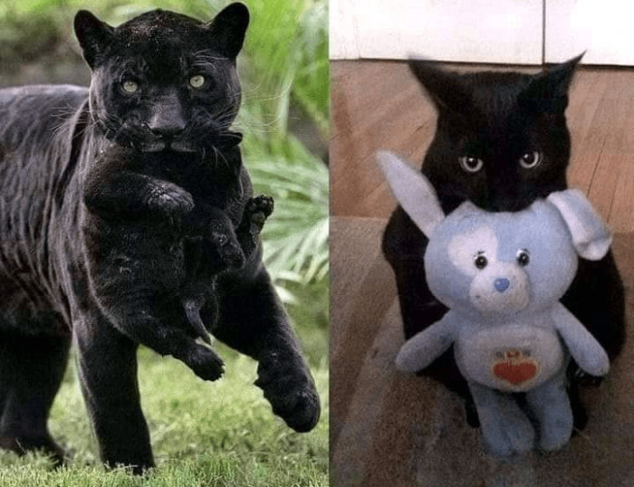 10. "Different sizes, same attitude!"