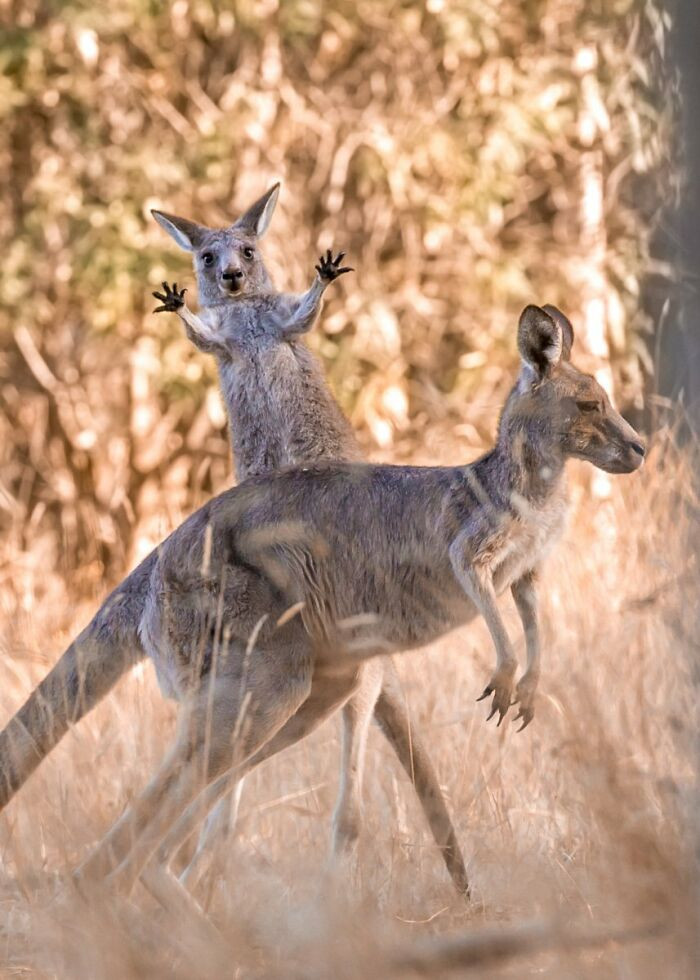 Boing! By Lara Mathews