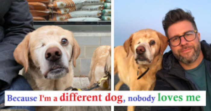 This Labrador Retriever named Oliver has only one eye, but that doesn’t stop him from having the happiest little face.