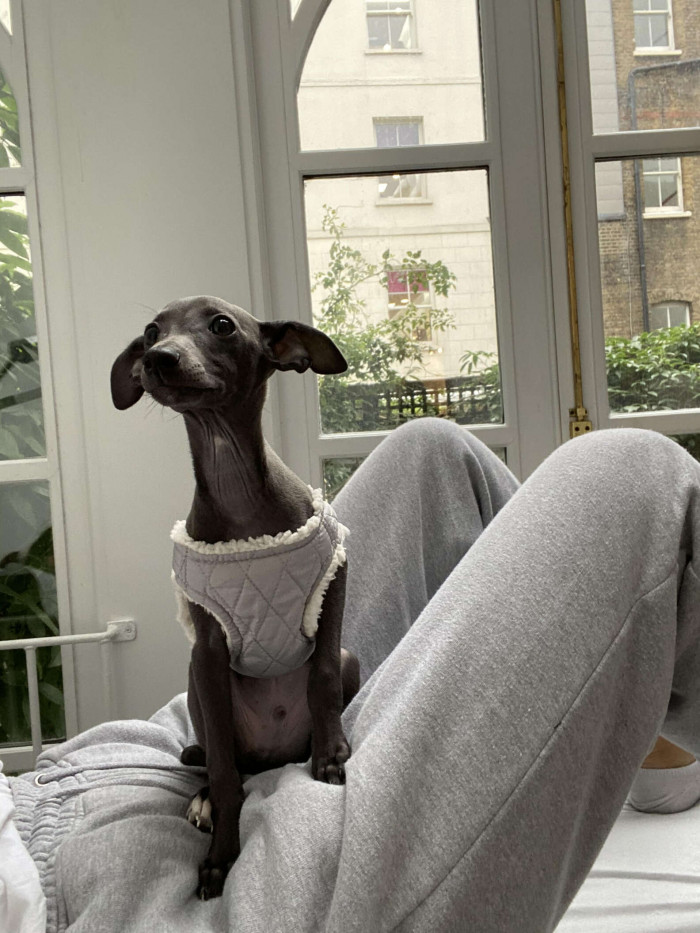 “I got him when I was heartbroken and very scared to be living alone for the first time in my life,” Lane said. “He’s been the best company and my little mate.