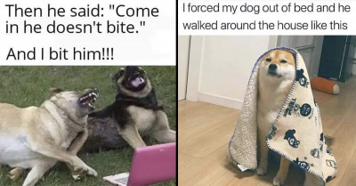 17 Of The Funniest Posts On Social Media Displaying Dogs And Cats Going From Magnificent To Goofy In A Matter Of Seconds