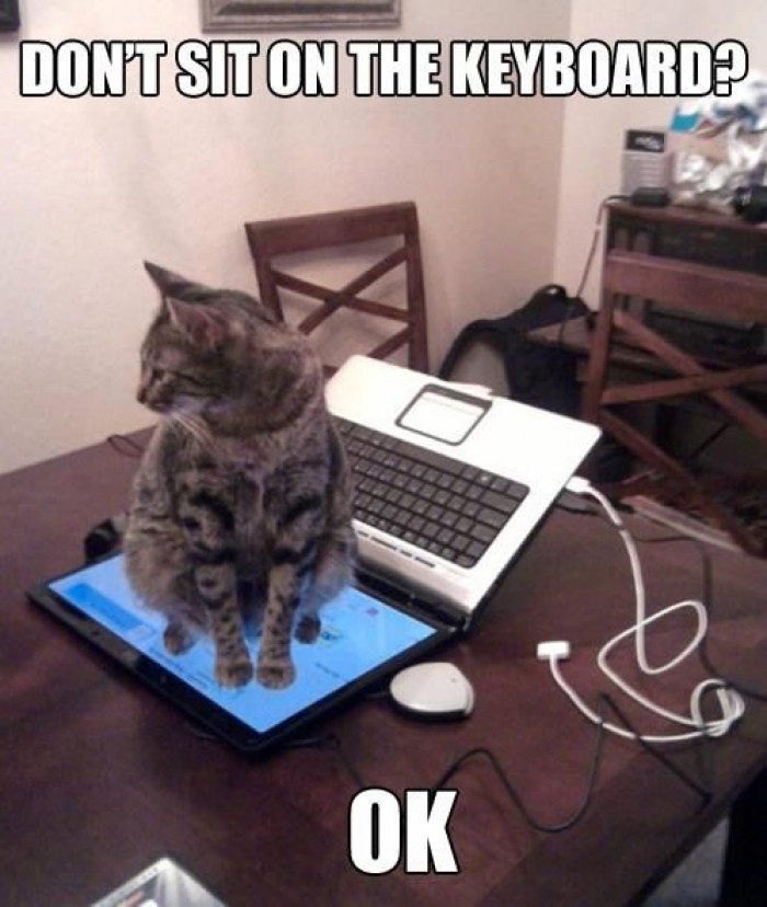 6. Can you blame him? He didn’t sit on the keyboard