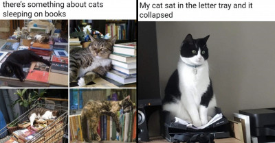 16 Adorable and Funny Cat Pictures That Are Too Meowrific Not to Give You a Purrific Start to Your Day