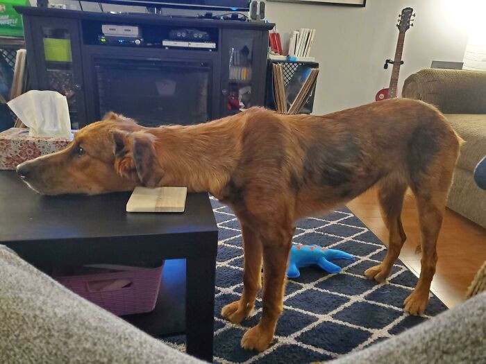 36. She's protesting after her hoomans decided not to give her hooman food.