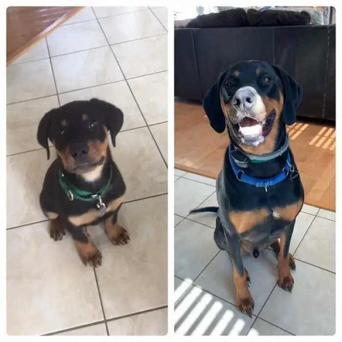 11. Wilson may look scary, but the truth is he loves kisses.