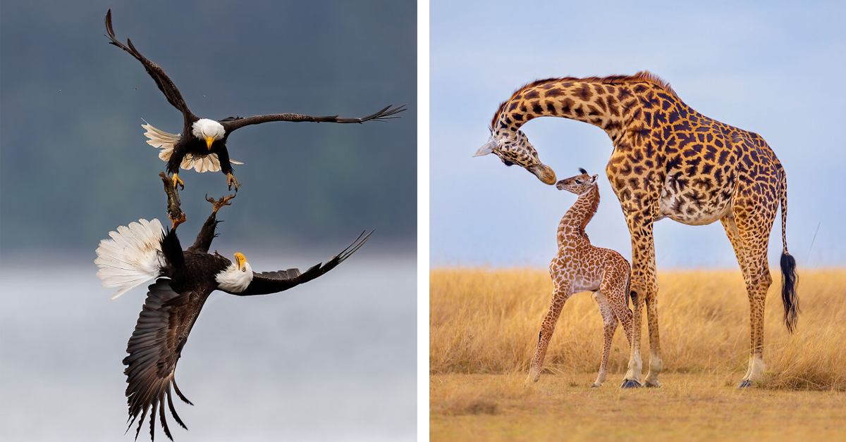 Nature’s Best Photography - Winners And Distinguished Photos From The NBP International Awards 2024