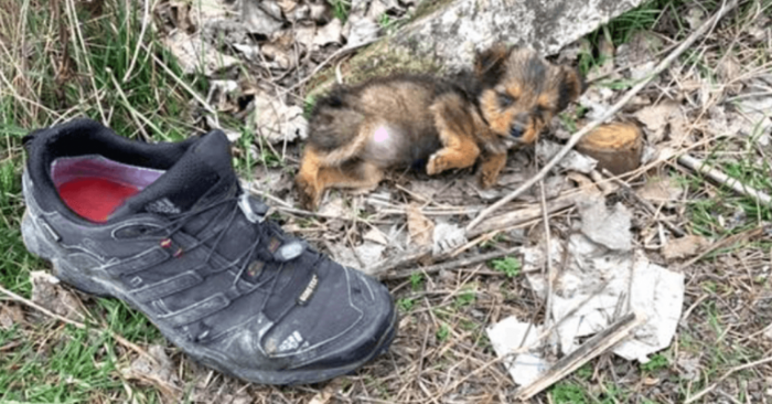 The poor puppy was literally living in a shoe