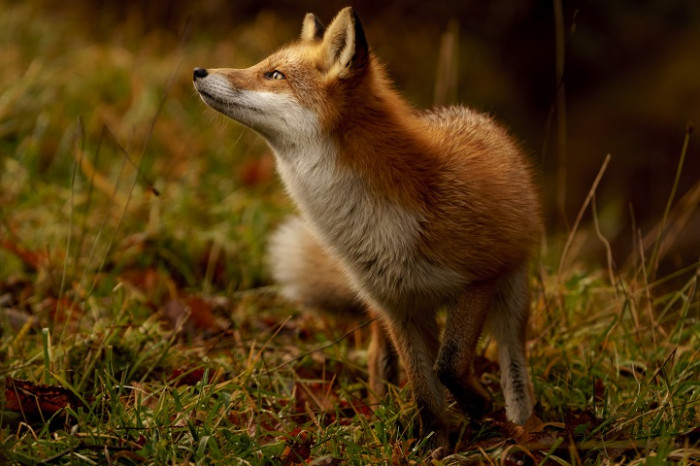 The difficulty of attainment increases the beauty of the fox