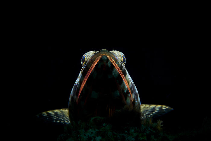 Macro, Runner Up: Jaws By Fabian Becker