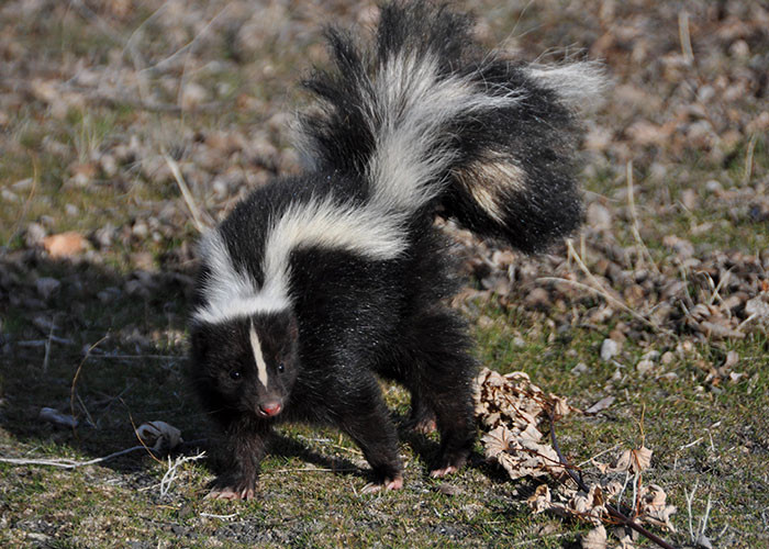 17. Skunks