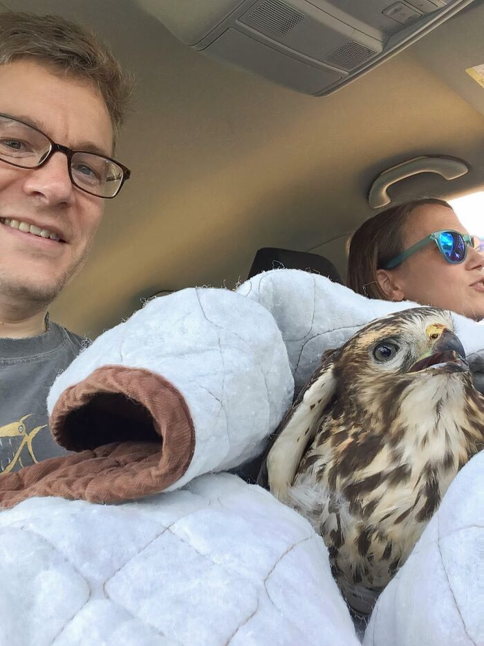 "Got To Rescue A Red-Tailed Hawk That Had Been Hit By A Car"
