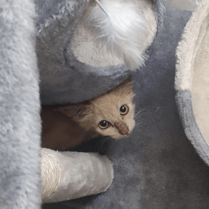 "This little one came into my house and has been hanging around our block for a while. Now I have a bunch of cat toys...."