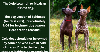 20 Dog Breeds That The Average Person Should NOT Own