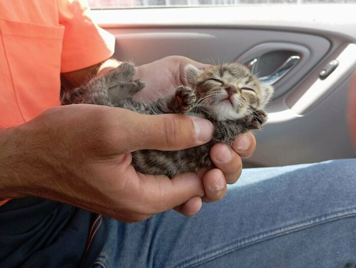 7. The cute little kitty is taking a nap in it’s dad’s hands