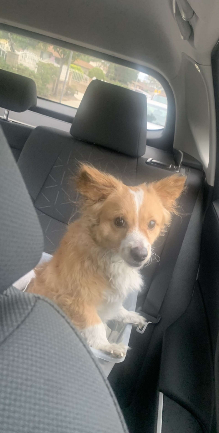 The woman was very thankful to the couple for making sure Buddy was safe and asked if they wanted to keep him.