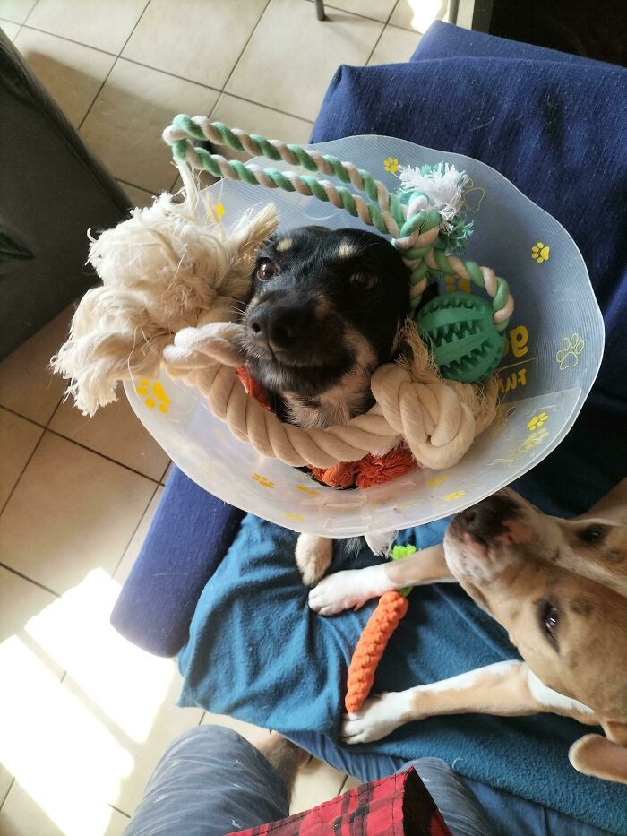 28. He looks like he likes his new cone