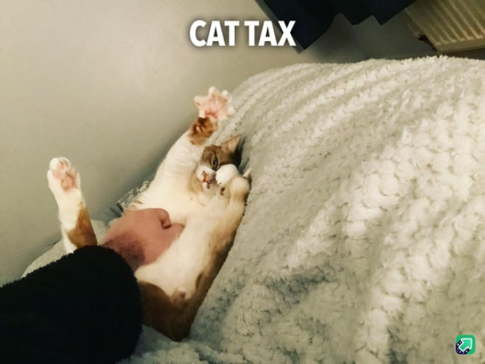 The OP made sure to pay the cat tax