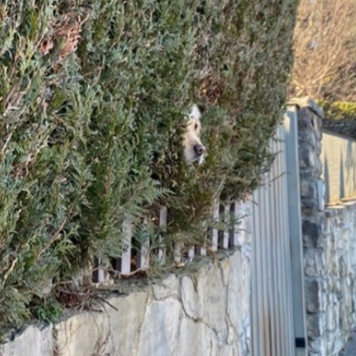 20. Hello friends, my name is Shrub...