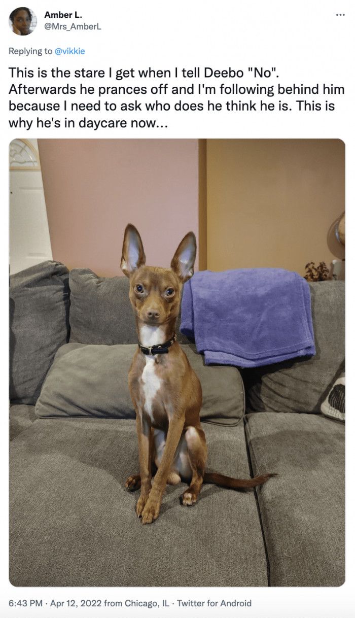 2. Why my dog is in daycare now...