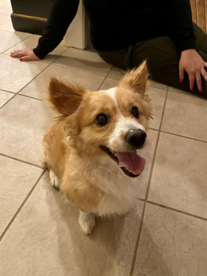 “He gets along well with my three other dogs,” Alondra told The Dodo.